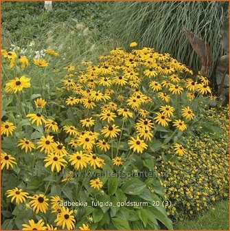 Rudbeckia fulgida &#039;Goldsturm&#039; | Zonnehoed