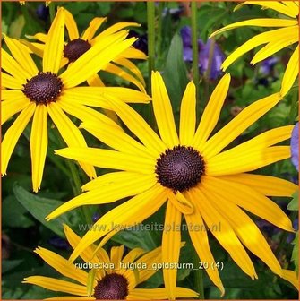 Rudbeckia fulgida &#039;Goldsturm&#039; | Zonnehoed