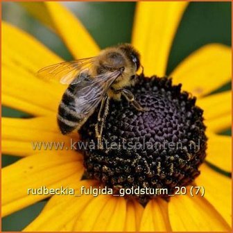 Rudbeckia fulgida &#039;Goldsturm&#039; | Zonnehoed