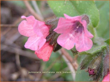 Pulmonaria saccharata 'Dora Bieleveld' | Longkruid