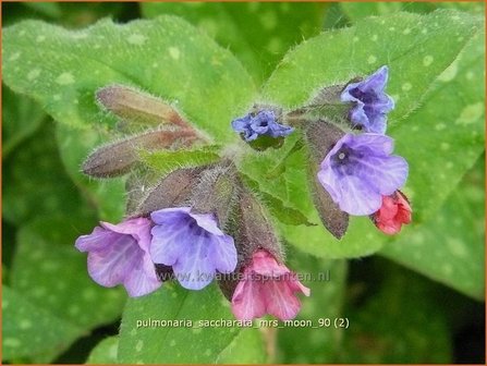 Pulmonaria saccharata &#039;Mrs Moon&#039; | Longkruid