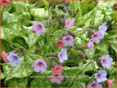 Pulmonaria saccharata &#039;Mrs Moon&#039; | Longkruid