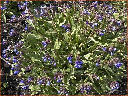 Pulmonaria saccharata &#039;Mrs Moon&#039; | Longkruid