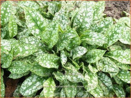 Pulmonaria saccharata &#039;Mrs Moon&#039; | Longkruid