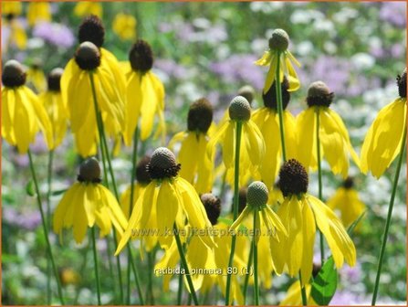 Ratibida pinnata | Mexicaanse zonnehoed, Prairiekegelbloem