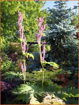 Rheum palmatum tanguticum | Sierrabarber | Kron-Rhabarber