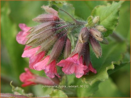Pulmonaria rubra 'Redstart' | Longkruid