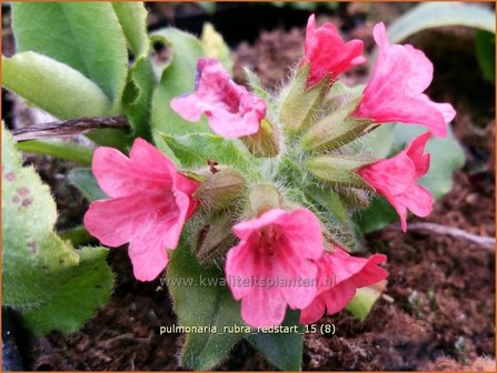 Pulmonaria rubra 'Redstart' | Longkruid