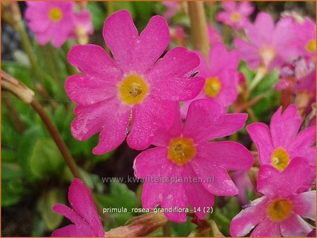 Primula rosea 'Grandiflora' | Sleutelbloem | Rosabl&uuml;hende Sumpf-Schl&uuml;sselblume
