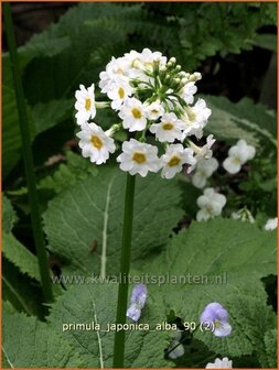 Primula japonica &#039;Alba&#039; | Sleutelbloem, Etageprimula, Japanse sleutelbloem