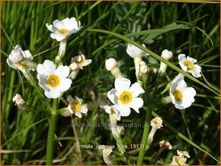 Primula japonica &#039;Alba&#039; | Sleutelbloem, Etageprimula, Japanse sleutelbloem
