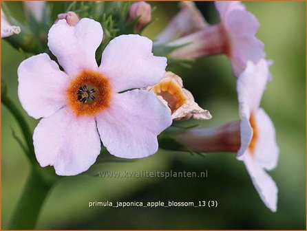 Primula japonica &#039;Apple Blossom&#039; | Sleutelbloem, Etageprimula, Japanse sleutelbloem