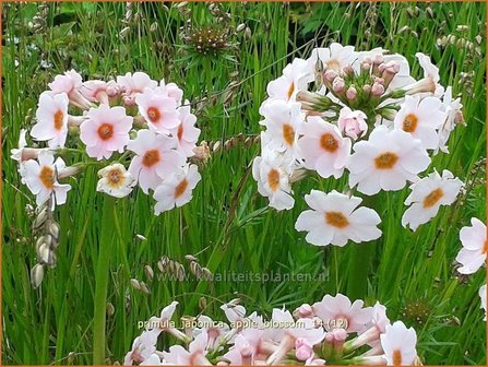 Primula japonica &#039;Apple Blossom&#039; | Sleutelbloem, Etageprimula, Japanse sleutelbloem