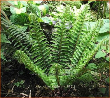 Polystichum setiferum | Zachte naaldvaren, Naaldvaren | Filigranfarn