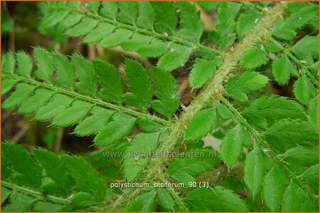 Polystichum setiferum | Zachte naaldvaren, Naaldvaren | Filigranfarn