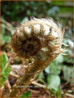 Polystichum setiferum | Zachte naaldvaren, Naaldvaren | Filigranfarn