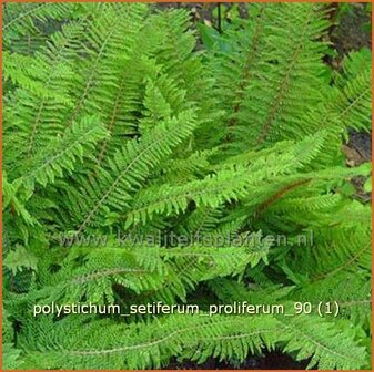 Polystichum setiferum &#039;Proliferum&#039; | Zachte naaldvaren