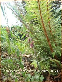 Polystichum setiferum &#039;Proliferum&#039; | Zachte naaldvaren