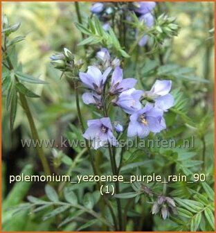 Polemonium yezoense &#039;Purple Rain&#039; | Jacobsladder