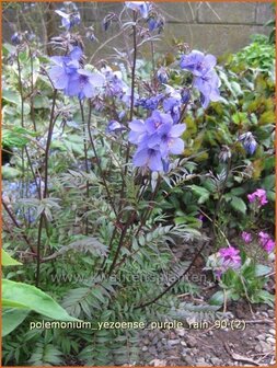 Polemonium yezoense &#039;Purple Rain&#039; | Jacobsladder