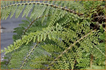 Polystichum polyblepharum | Naaldvaren