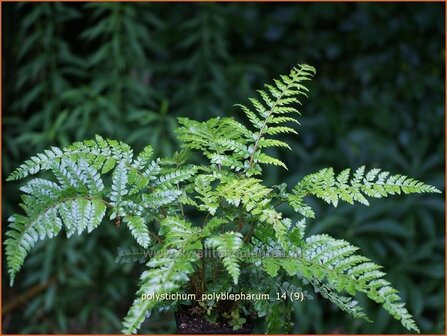 Polystichum polyblepharum | Naaldvaren