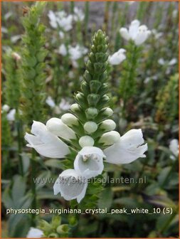 Physostegia virginiana 'Crystal Peak White' | Scharnierbloem, Scharnierplant