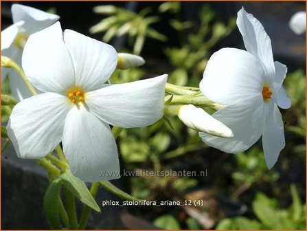 Phlox stolonifera &#039;Ariane&#039; | Vlambloem