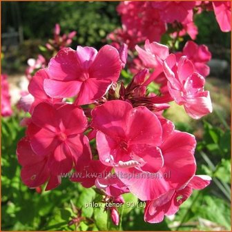 Phlox &#039;Tenor&#039; | Vlambloem