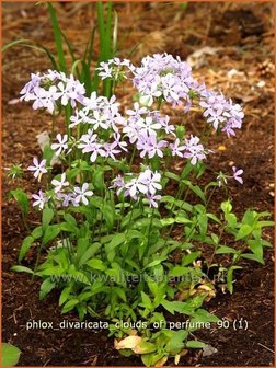 Phlox divaricata &#039;Clouds of Perfume&#039; | Vlambloem, Voorjaarsvlambloem