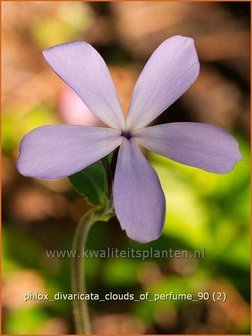 Phlox divaricata &#039;Clouds of Perfume&#039; | Vlambloem, Voorjaarsvlambloem