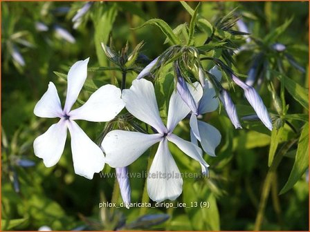 Phlox divaricata &#039;Dirigo Ice&#039; | Vlambloem, Voorjaarsvlambloem