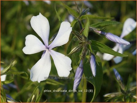 Phlox divaricata &#039;Dirigo Ice&#039; | Vlambloem, Voorjaarsvlambloem