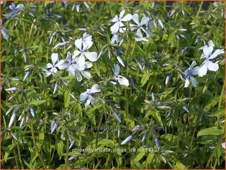 Phlox divaricata &#039;Dirigo Ice&#039; | Vlambloem, Voorjaarsvlambloem