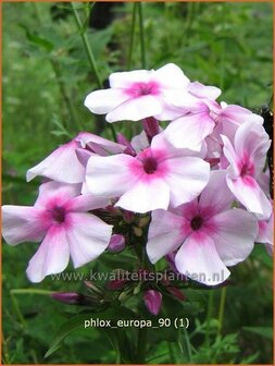 Phlox 'Europa' | Vlambloem