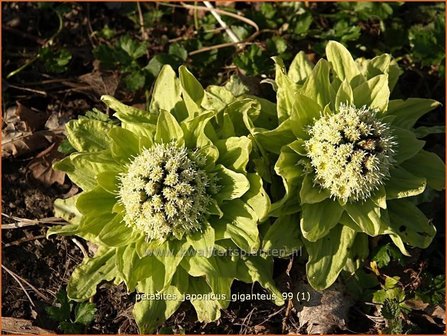 Petasites japonicus &amp;#39;Giganteus&amp;#39; | Japans hoefblad, Allemansverdriet, Pestwortel, Hoefblad | Japanische Pestwurz