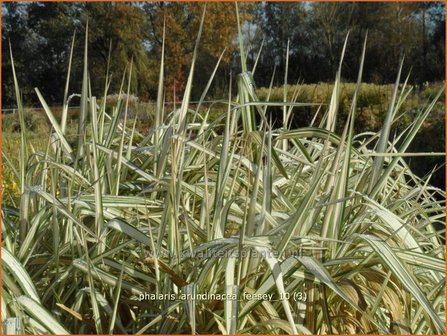 Phalaris arundinacea &#039;Feesey&#039; | Rietgras, Kanariegras