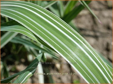 Phalaris arundinacea &#039;Picta&#039; | Rietgras, Kanariegras