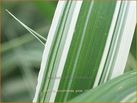 Phalaris arundinacea &#039;Picta&#039; | Rietgras, Kanariegras