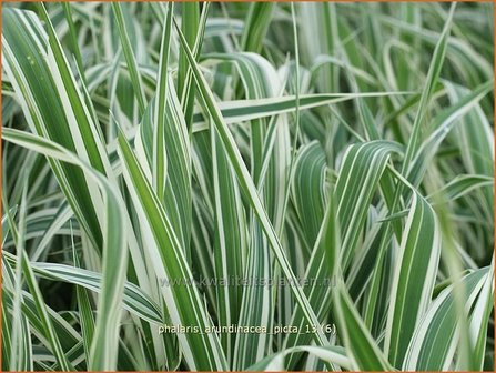 Phalaris arundinacea &#039;Picta&#039; | Rietgras, Kanariegras