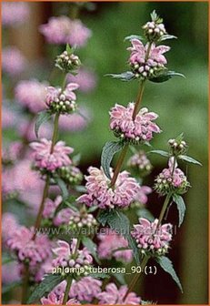 Phlomis tuberosa | Brandkruid