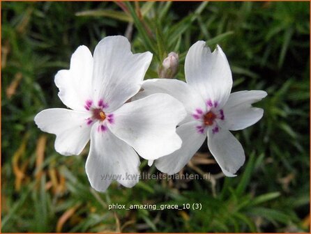 Phlox &#039;Amazing Grace&#039; | Vlambloem, Kruipphlox