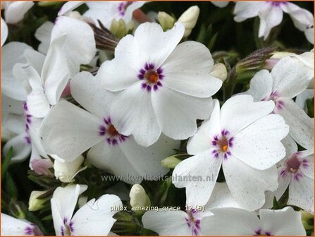 Phlox &#039;Amazing Grace&#039; | Vlambloem, Kruipphlox