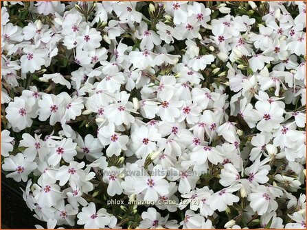 Phlox &#039;Amazing Grace&#039; | Vlambloem, Kruipphlox