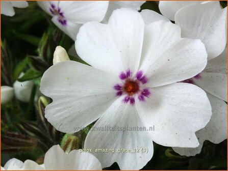 Phlox &#039;Amazing Grace&#039; | Vlambloem, Kruipphlox