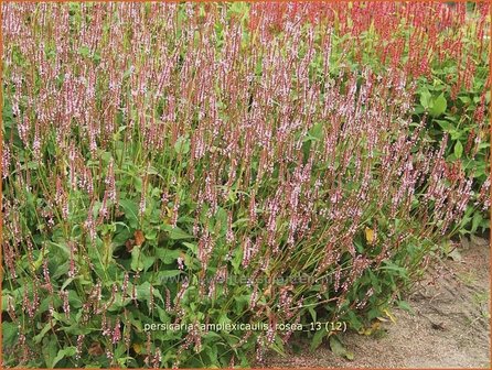 Persicaria amplexicaulis &#039;Rosea&#039; | Duizendknoop, Adderwortel