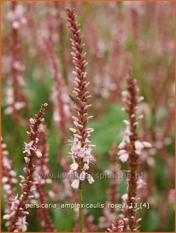 Persicaria amplexicaulis &#039;Rosea&#039; | Duizendknoop, Adderwortel