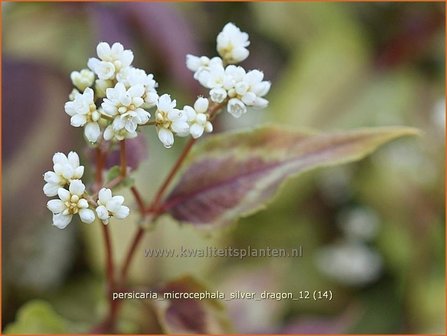 Persicaria microcephala &#039;Silver Dragon&#039; | Duizendknoop, Adderwortel