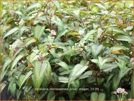 Persicaria microcephala &#039;Silver Dragon&#039; | Duizendknoop, Adderwortel