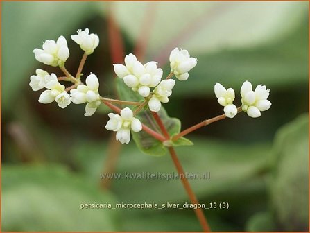 Persicaria microcephala &#039;Silver Dragon&#039; | Duizendknoop, Adderwortel